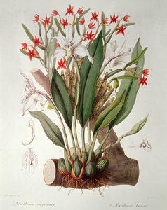 Orkidé: Diothonca imbricata og Maxillaria eburnea fra `SertumOrchidaceum